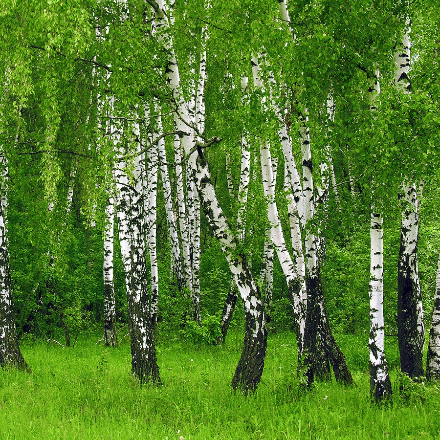 Деревья, купить саженцы в Минске